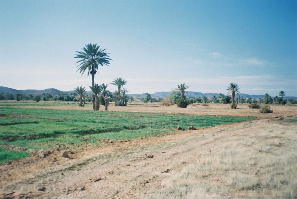 Tafilalet palmeraie oasis
